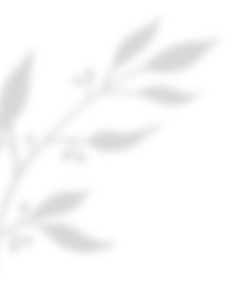 https://marinik.dk/wp-content/uploads/2020/11/shadow_leaves_02.png