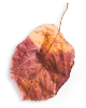 https://marinik.dk/wp-content/uploads/2020/11/small_leaf_01.png