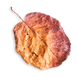 https://marinik.dk/wp-content/uploads/2020/11/small_leaf_02.png