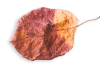 https://marinik.dk/wp-content/uploads/2020/11/small_leaf_03.png