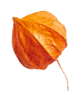 https://marinik.dk/wp-content/uploads/2020/11/small_leaf_04.png