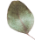 https://marinik.dk/wp-content/uploads/2020/12/separate_leaf.png