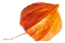 https://marinik.dk/wp-content/uploads/2020/12/small_leaf_05.png